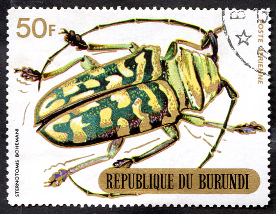жуки, Бурунди