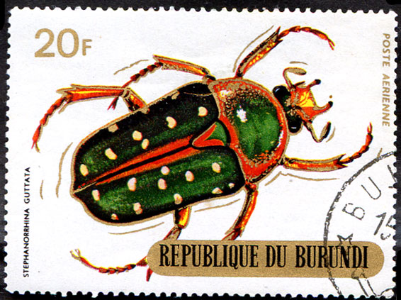 жуки, Бурунди