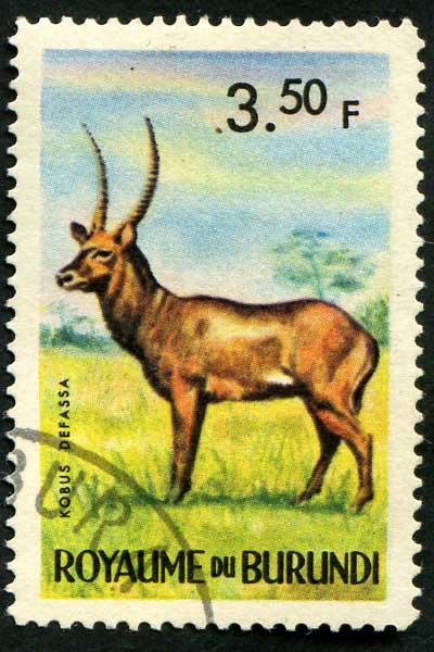 Африканские животные, 1964